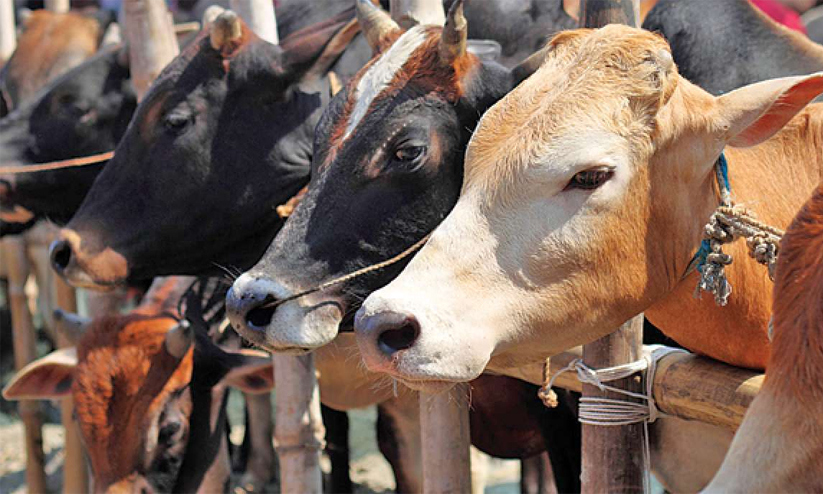 യോഗിക്കെതിരെ സമൂഹമാധ്യമങ്ങളിൽ പോസ്റ്റ്; 15 വയസ്സുകാരനോട് ഗോശാലയിൽ ജോലി ചെയ്യാന് ഉത്തരവിട്ട് ജുവനൈൽ ബോർഡ് യോഗിക്കെതിരെ സമൂഹമാധ്യമങ്ങളിൽ പോസ്റ്റ്; 15 വയസ്സുകാരനോട് ഗോശാലയിൽ ജോലി ചെയ്യാന് ഉത്തരവിട്ട് ജുവനൈൽ ബോർഡ്