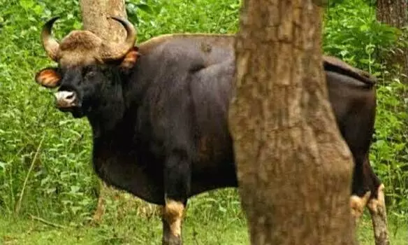 കാട്ടുപോത്ത് ഭീതിക്ക് താൽക്കാലികാശ്വാസം; വനത്തിൽ കയറ്റിവിട്ടു കാട്ടുപോത്ത് ഭീതിക്ക് താൽക്കാലികാശ്വാസം; വനത്തിൽ കയറ്റിവിട്ടു