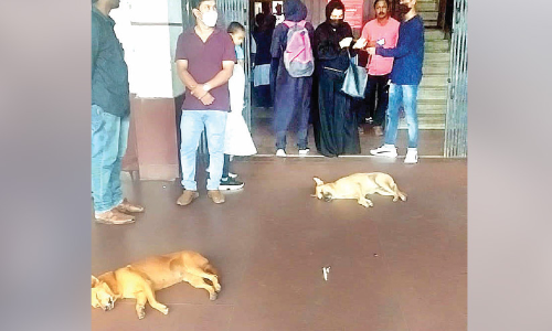 നാ​യ്ക്ക​ളു​ടെ വി​ശ്ര​മ കേ​ന്ദ്ര​മാ​യി തൃ​ശൂ​ർ റെ​യി​ൽ​വേ സ്​​റ്റേ​ഷ​ൻ