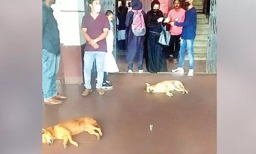 നാ​യ്ക്ക​ളു​ടെ വി​ശ്ര​മ കേ​ന്ദ്ര​മാ​യി തൃ​ശൂ​ർ റെ​യി​ൽ​വേ സ്​​റ്റേ​ഷ​ൻ