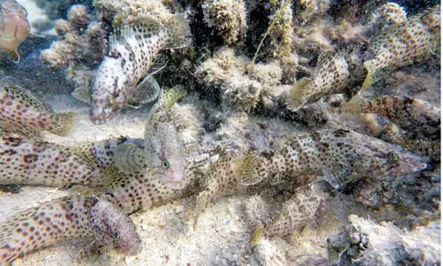 ഹാ​മൂ​ർ മ​ത്സ്യ ഉ​ൽ​പാ​ദ​ന​ത്തി​ൽ 30 ശ​ത​മാ​നം വ​ർ​ധ​ന