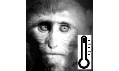 കുരങ്ങുപനി: ഖത്തറിൽ റിപ്പോർട്ട് ചെയ്തിട്ടില്ലെന്ന് ആരോഗ്യമന്ത്രാലയം