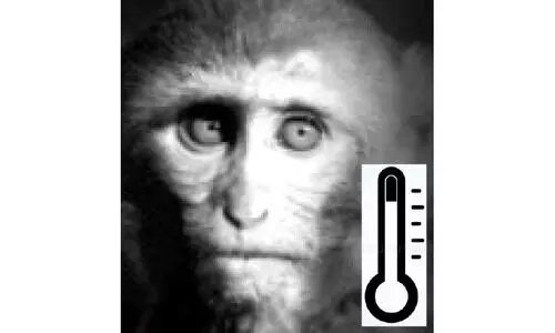 കുരങ്ങുപനി: ഖത്തറിൽ റിപ്പോർട്ട് ചെയ്തിട്ടില്ലെന്ന് ആരോഗ്യമന്ത്രാലയം