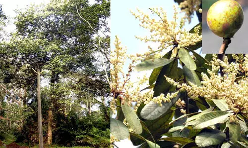 ബുക്കനാനിയ എബ്രഹാമിയാന; പുതിയ വൃക്ഷം ക​​​ണ്ടെത്തി