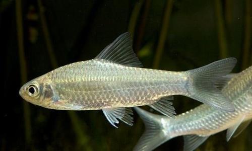 freshwater fish