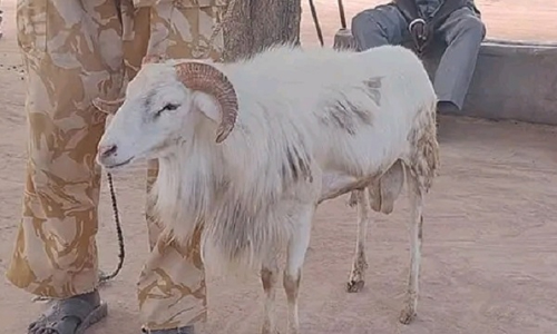 സുഡാനിൽ യുവതിയെ കൊന്ന മുട്ടനാടിന് മൂന്ന് വർഷം തടവ് ശിക്ഷ