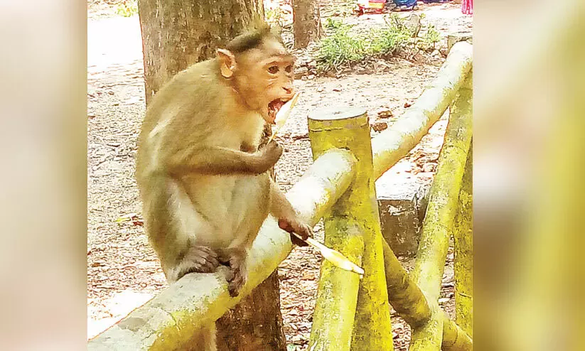 ഭ​ക്ഷ​ണം കു​റ​ഞ്ഞു; അ​തി​ര​പ്പി​ള്ളി​യി​ൽ കു​ര​ങ്ങു​ക​ൾ സ​ന്ദ​ർ​ശ​ക​രെ ആ​ക്ര​മി​ക്കു​ന്നു