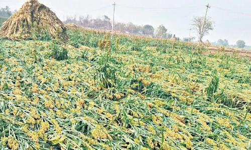 23,643 hectares destroyed by rains: The loss was Rs 168 crore