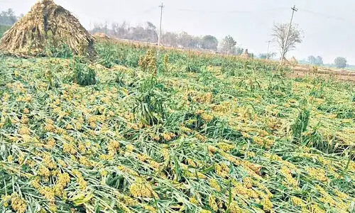 23,643 hectares destroyed by rains: The loss was Rs 168 crore