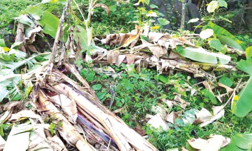 വായാട് മേഖലയിൽ വീണ്ടും കാട്ടാനയിറങ്ങി കൃഷി നശിപ്പിച്ചു