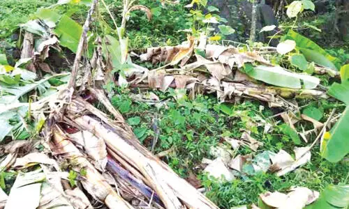 വായാട് മേഖലയിൽ വീണ്ടും കാട്ടാനയിറങ്ങി കൃഷി നശിപ്പിച്ചു