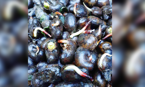 കശുവണ്ടി കർഷകർക്ക് കണ്ണീർമഴ; ശേ​ഖ​രി​ക്കാ​ൻ ക​ഴി​യാ​തെ ക​ശു​വ​ണ്ടി തോ​ട്ട​ങ്ങ​ളി​ൽ മു​ള​ച്ചു പൊ​ന്തു​ന്നു