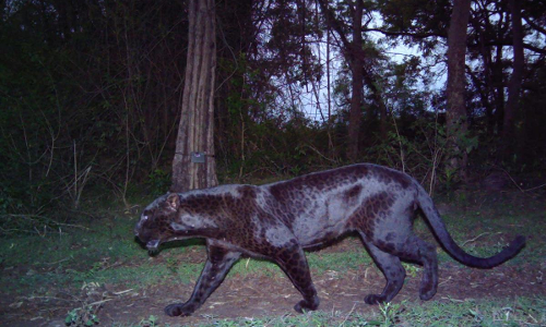 കറുത്ത പുള്ളിപ്പുലിയുടെ ദൃശ്യങ്ങൾ സി.സി.ടി.വി കാമറയിൽ; സംഭവം കർണാടക ബി.ആർ.ടി െടഗർ റിസർവ്വിൽ