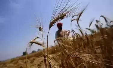 ഗോതമ്പ് കയറ്റുമതി നിരോധനം ഉടൻ പിൻവലിക്കില്ലെന്ന് കേന്ദ്ര വാണിജ്യ മന്ത്രി