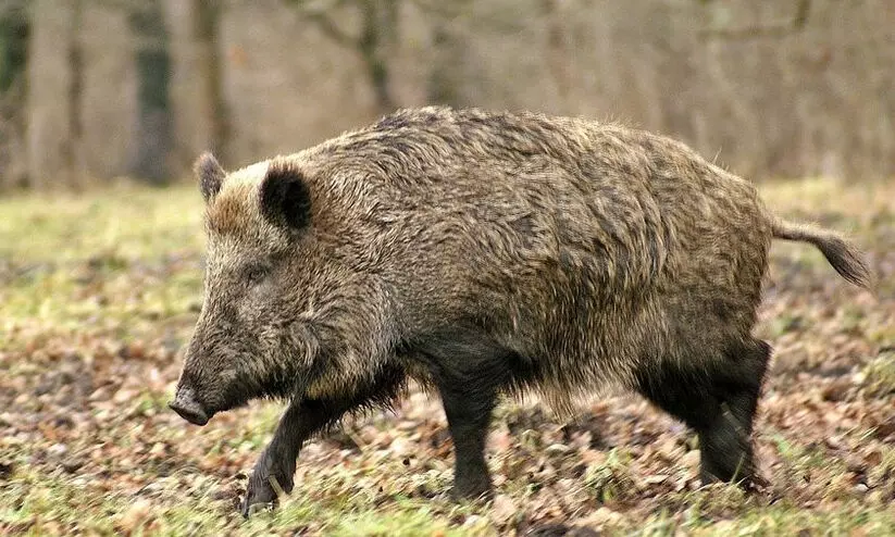 കുരങ്ങ്, കാട്ടുപന്നി, കടുവ... ബത്തേരിയിൽ ജനം പൊറുതിമുട്ടി