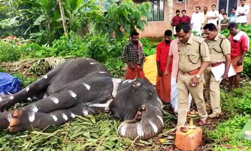 തൃക്കളയൂരുകാരുടെ പ്രിയപ്പെട്ട മിനി ആന ചെരിഞ്ഞു തൃക്കളയൂരുകാരുടെ പ്രിയപ്പെട്ട മിനി ആന ചെരിഞ്ഞു