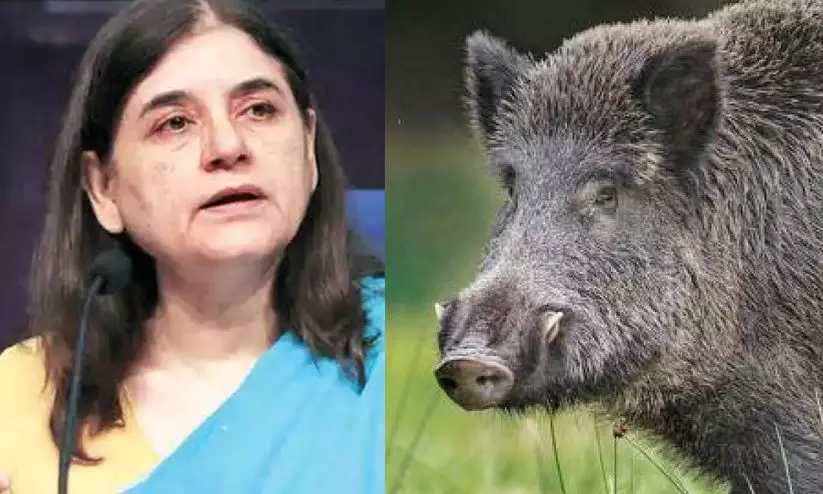 കാട്ടുപന്നികളെ കൊല്ലൽ: സർക്കാറിനെതിരെ മനേക ഗാന്ധി