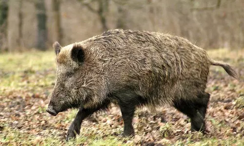 കുരങ്ങ്, കാട്ടുപന്നി, കടുവ... ബത്തേരിയിൽ ജനം പൊറുതിമുട്ടി