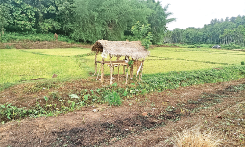 വനാതിർത്തി ഗ്രാമങ്ങളിൽ ഏറുമാടങ്ങളേറുന്നു