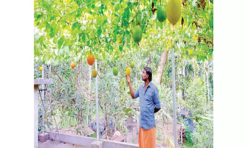 സ്വർഗത്തിലെ കനി പെരിഞ്ഞനത്തും