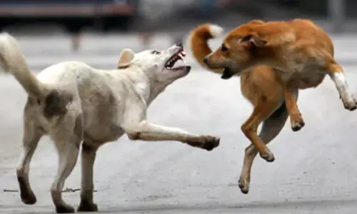 തൃശൂർ റെയിൽവേ സ്റ്റേഷനിൽ നായ്ക്കൾ ആക്രമിച്ചത് മൂന്നുപേരെ