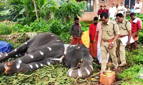 തൃക്കളയൂരുകാരുടെ പ്രിയപ്പെട്ട മിനി ആന ചെരിഞ്ഞു