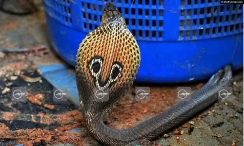 പ്ലാസ്റ്റിക് കൊട്ടയിൽ കുടുങ്ങിയ മൂർഖന് രക്ഷകനായി ഫോട്ടോഗ്രാഫർ