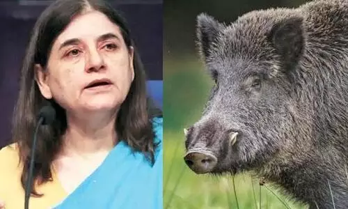 കാട്ടുപന്നികളെ കൊല്ലൽ: സർക്കാറിനെതിരെ മനേക ഗാന്ധി