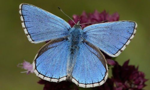 Extincting butterflies