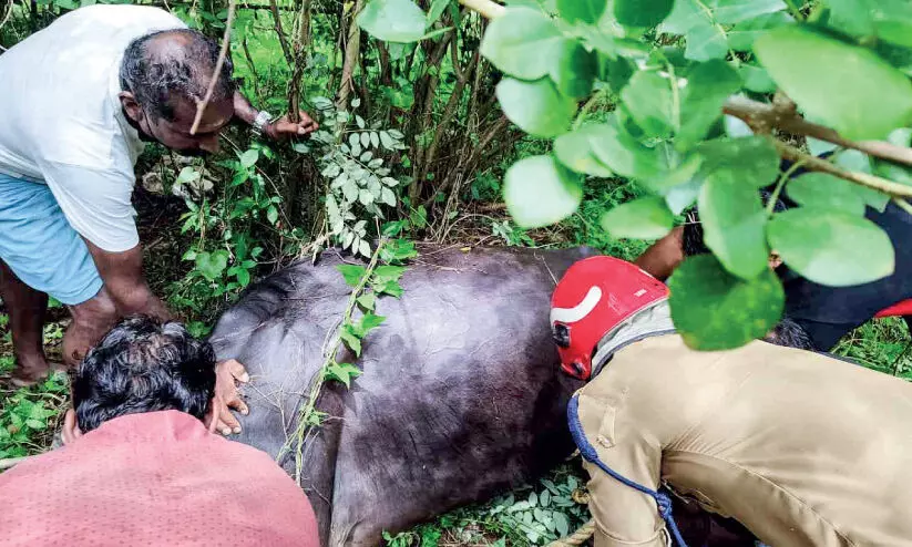 ക​ന്നു​കാ​ലി​ച്ച​ന്ത​യി​ൽ​നി​ന്ന് എ​രു​മ വി​ര​ണ്ടോ​ടി