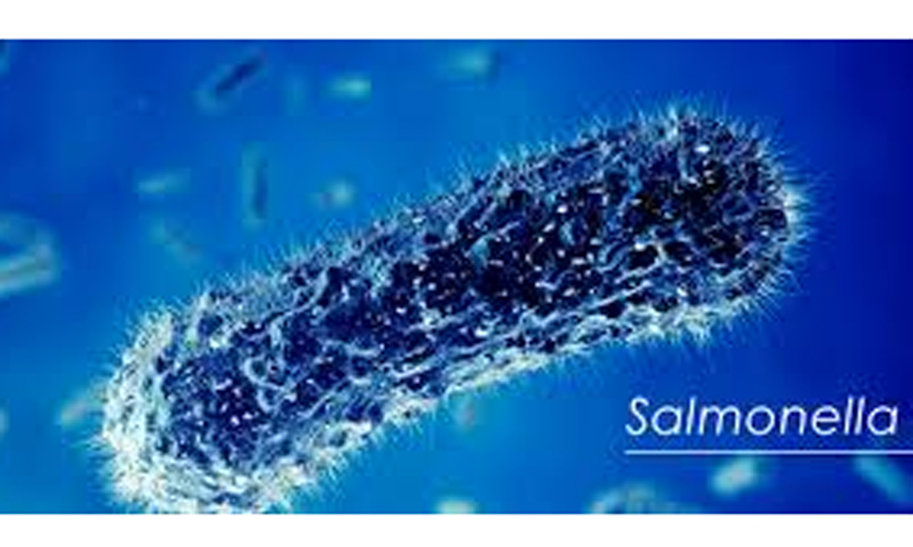 സാൽമൊണല്ല ബാക്ടീരിയ: പീനട്ട് ബട്ടർ ഉൽപന്നങ്ങൾ പിടിച്ചെടുത്തു സാൽമൊണല്ല ബാക്ടീരിയ: പീനട്ട് ബട്ടർ ഉൽപന്നങ്ങൾ പിടിച്ചെടുത്തു