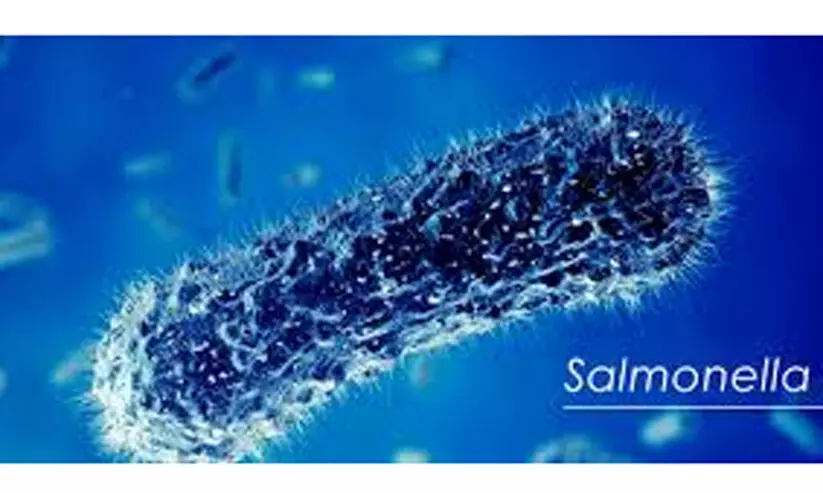 സാൽമൊണല്ല ബാക്ടീരിയ: പീനട്ട് ബട്ടർ ഉൽപന്നങ്ങൾ പിടിച്ചെടുത്തു സാൽമൊണല്ല ബാക്ടീരിയ: പീനട്ട് ബട്ടർ ഉൽപന്നങ്ങൾ പിടിച്ചെടുത്തു