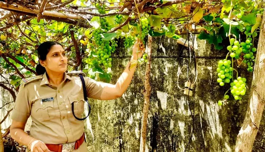 ജില്ല ജയിലില്‍ മുന്തിരി വസന്തം