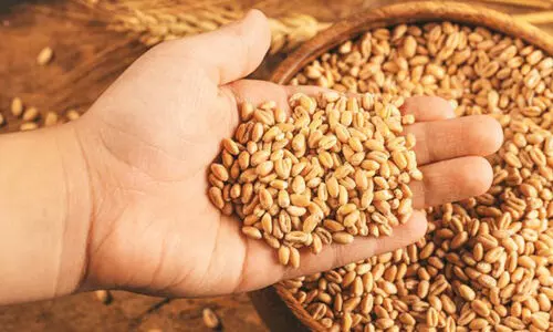 ഗോതമ്പിന്​ പകരം റാഗി പൊടി​അടുത്തമാസം മുതല്‍