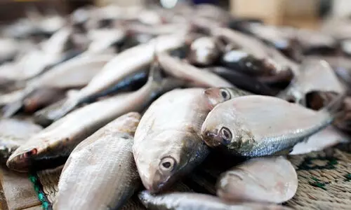 ഗുണനിലവാരമില്ലാത്ത മീൻ അതിർത്തി കടന്നെത്തുന്നു