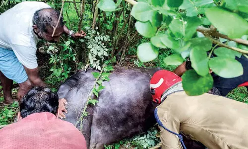 ക​ന്നു​കാ​ലി​ച്ച​ന്ത​യി​ൽ​നി​ന്ന് എ​രു​മ വി​ര​ണ്ടോ​ടി