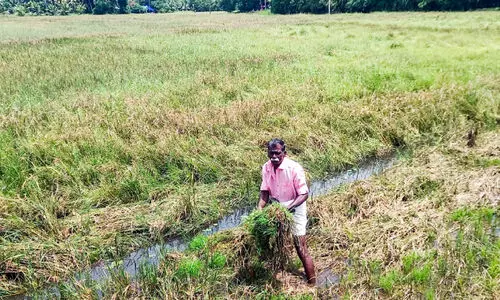 തലയാഴത്ത്​ 400 ഏക്കർ നെൽകൃഷി വെള്ളത്തിൽ; വാ​യ്പ​യെ​ടു​ത്ത്​ കൃ​ഷി​യി​റ​ക്കി​യ​വ​ർ ക​ട​ക്കെ​ണി​യി​ൽ