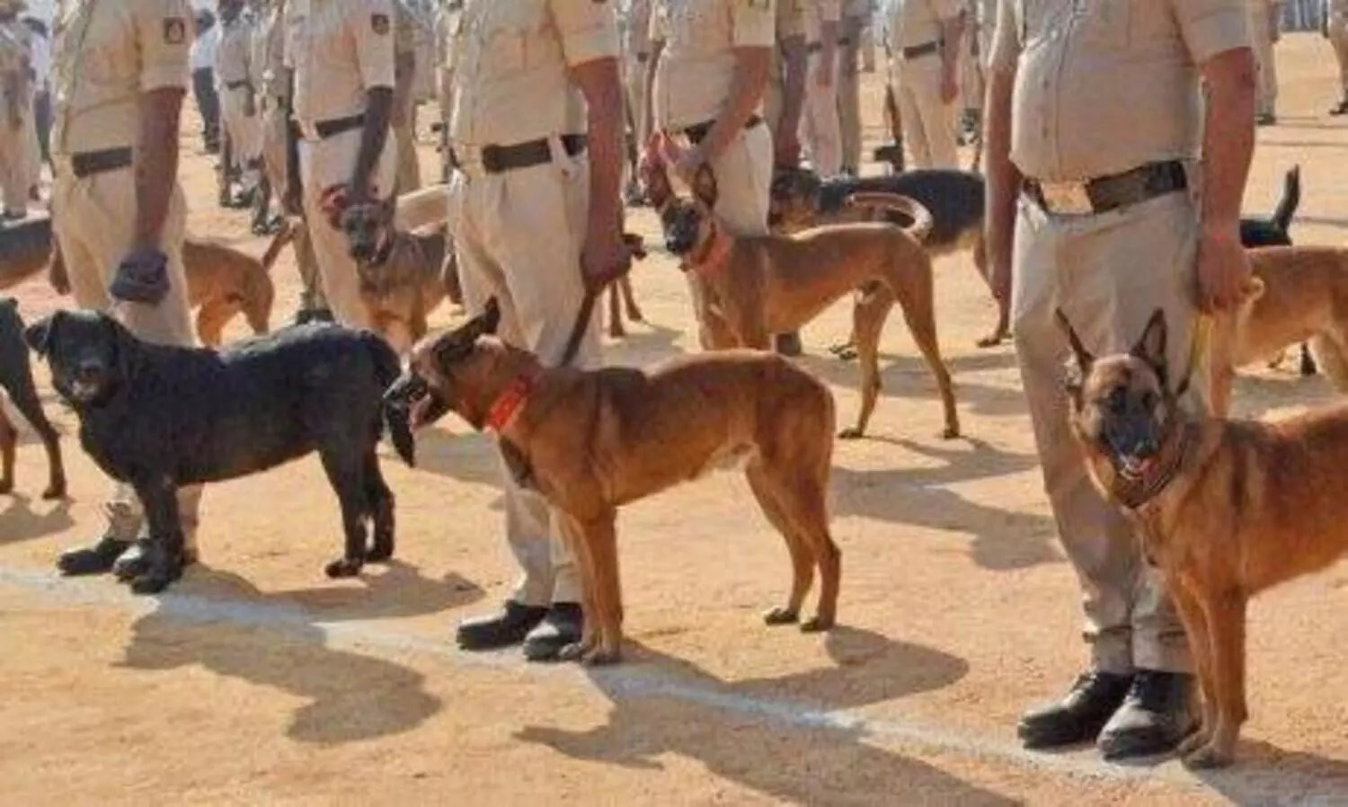 ജയിലുകൾക്ക് ഇനി ശ്വാനസുരക്ഷ; പ​രി​ശീ​ല​നം പൂ​ർ​ത്തി​യാ​ക്കി​യ ഡോ​ഗ്​ സ്ക്വാ​ഡ് പു​റ​ത്തി​റ​ങ്ങി