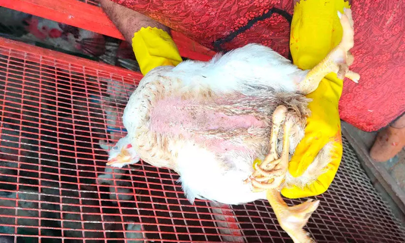 കോഴി നാലുകാലിൽ വിസ്മയിച്ച് നാട്ടുകാർ കോഴി നാലുകാലിൽ വിസ്മയിച്ച് നാട്ടുകാർ