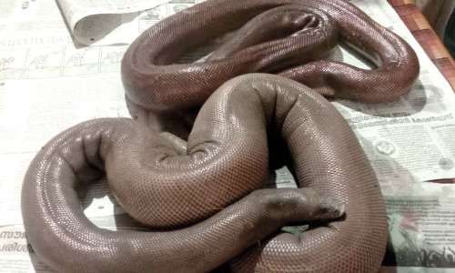 ഇരുതല മൂരികളുമായി അഞ്ചുപേർ പിടിയിൽ