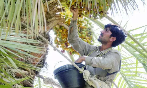 ഇനി മധുരമൂറും ഇൗത്തപ്പഴക്കാലം...