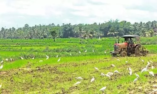 ഒന്നാംവിള; നിലമൊരുക്കം സജീവം