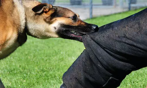 പുത്തൻചിറയിൽ രണ്ട് പേർക്ക് തെരുവുനായുടെ കടിയേറ്റു