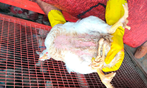 കോഴി നാലുകാലിൽ വിസ്മയിച്ച് നാട്ടുകാർ