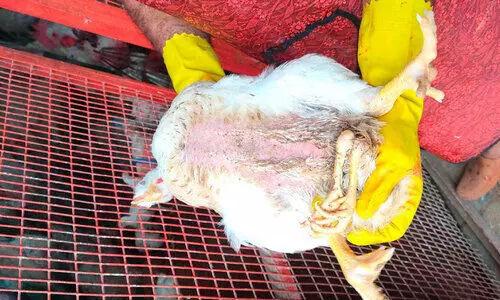 കോഴി നാലുകാലിൽ വിസ്മയിച്ച് നാട്ടുകാർ