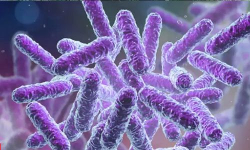 മായനാട്ട് ഏഴു വയസ്സുകാരന് ഷിഗെല്ല സ്ഥിരീകരിച്ചു മായനാട്ട് ഏഴു വയസ്സുകാരന് ഷിഗെല്ല സ്ഥിരീകരിച്ചു