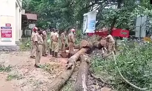 തിരുവല്ല താലൂക്ക് ആശുപത്രിക്ക് മുകളിൽ മരം വീണു