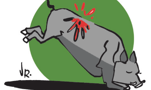 കാട്ടുപന്നി: വെടിവെക്കാൻ ഉത്തരവിറങ്ങി കാട്ടുപന്നി: വെടിവെക്കാൻ ഉത്തരവിറങ്ങി