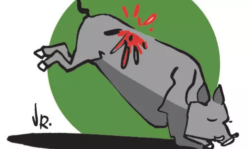 കാട്ടുപന്നി: വെടിവെക്കാൻ ഉത്തരവിറങ്ങി