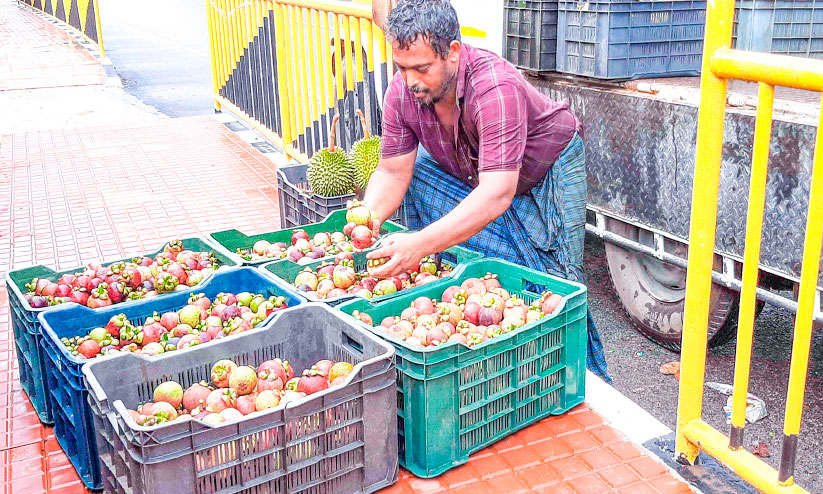 മാങ്കോസ്റ്റിൻ വിപണി നഷ്ടത്തിൽ മാങ്കോസ്റ്റിൻ വിപണി നഷ്ടത്തിൽ
